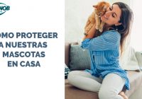 Consejos para proteger a nuestras mascotas en casa